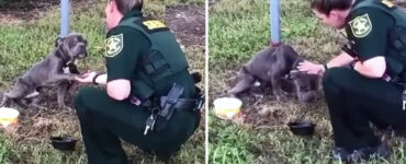 cane salvato da poliziotta