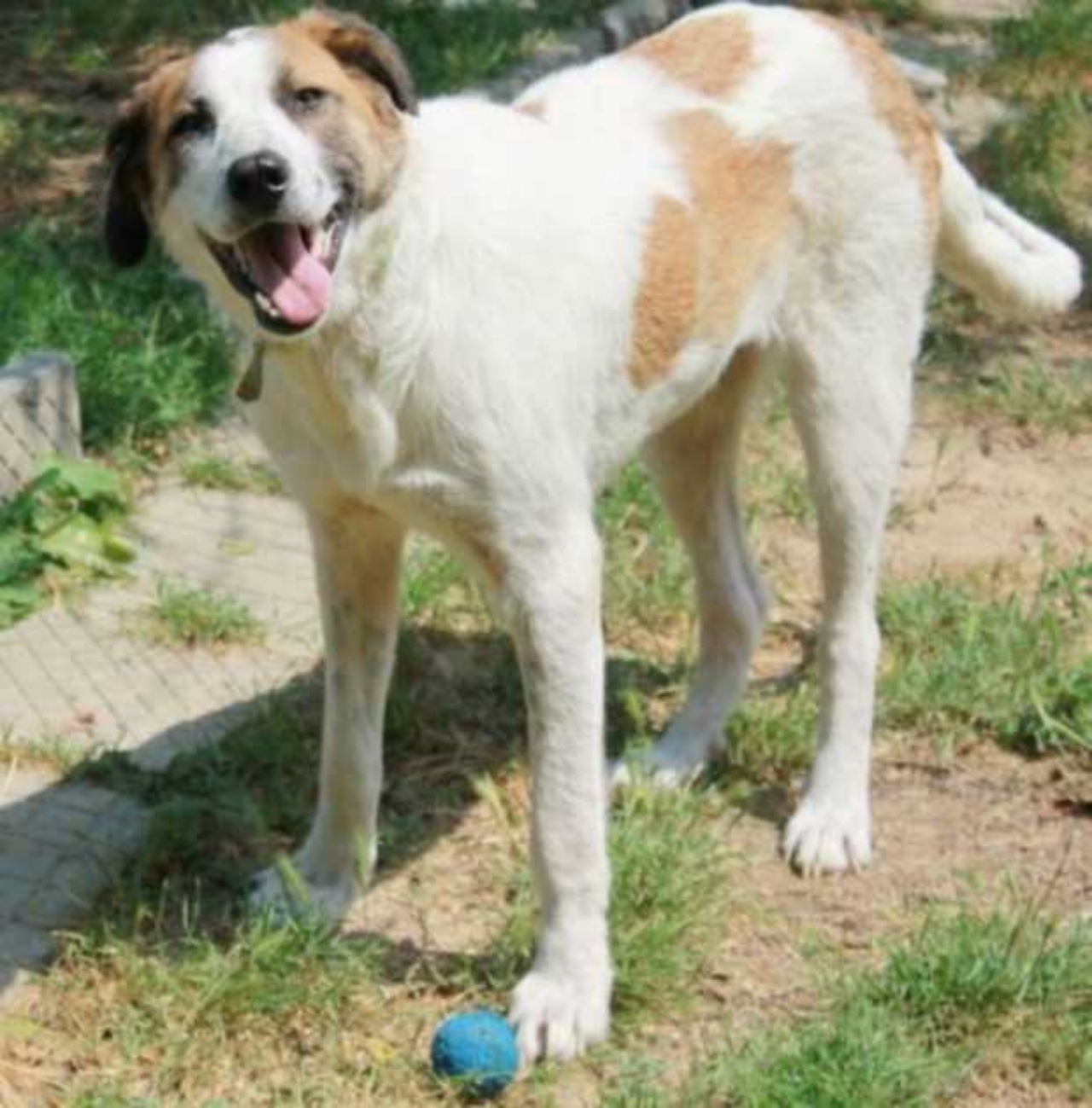 Cane in fin di vita salvata da un'associazione di volontari