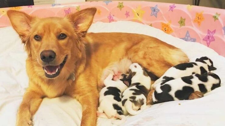 Rosie, il cane che ha partorito 4 cuccioli diversi