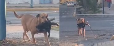cane cammina con un oggetto terrificante nella bocca