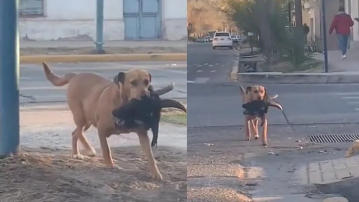 cane cammina con un oggetto terrificante nella bocca