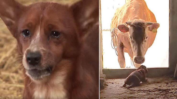 cane triste ha pianto quando si è separato da mamma mucca