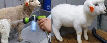 animali prima e dopo lavaggio