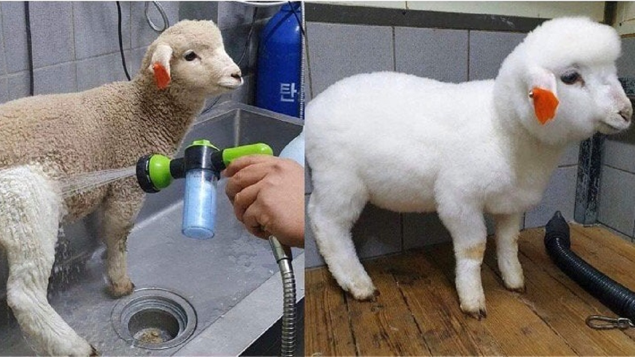 animali prima e dopo lavaggio