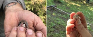animali in una mano