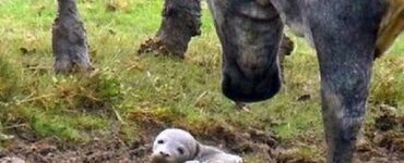 cucciolo di foca