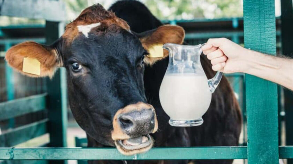 latte mucca