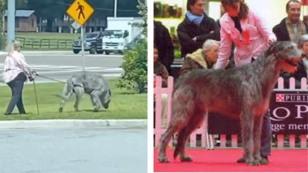 A sinistra cane gigante a destra Wolfhound