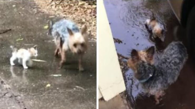 Cagnolino e gattino