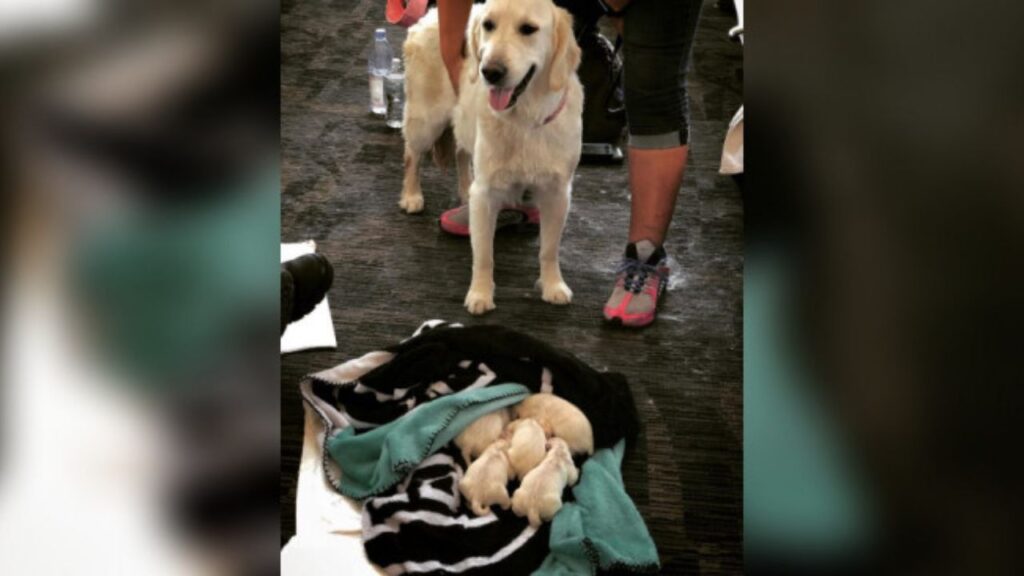 Cagnolina in aeroporto 