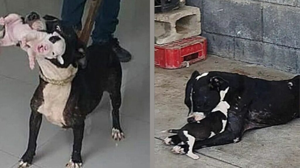 La mamma pittbull che non lascia mai il suo cucciolo