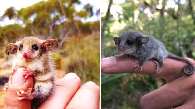 Opossum pigmeo orientale