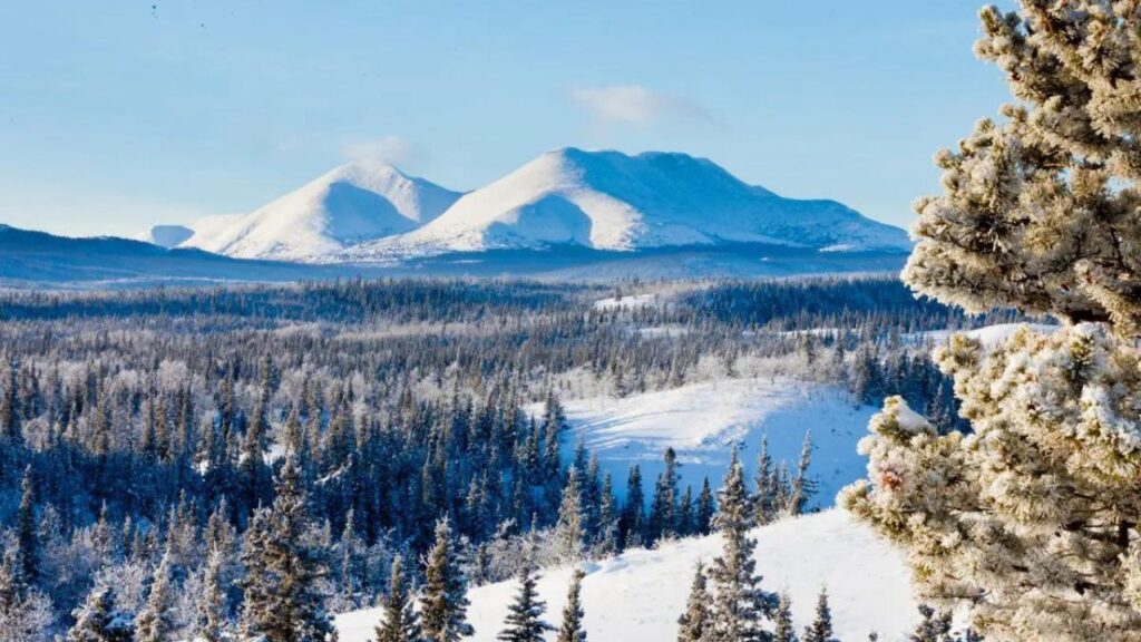 Foresta boreale innevata 