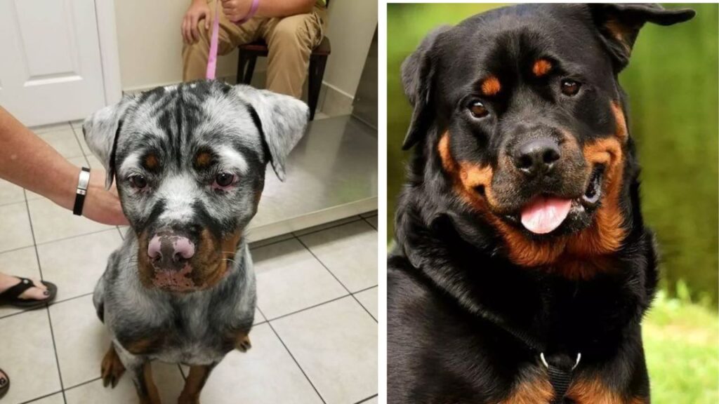 Rottweiler con vitiligine