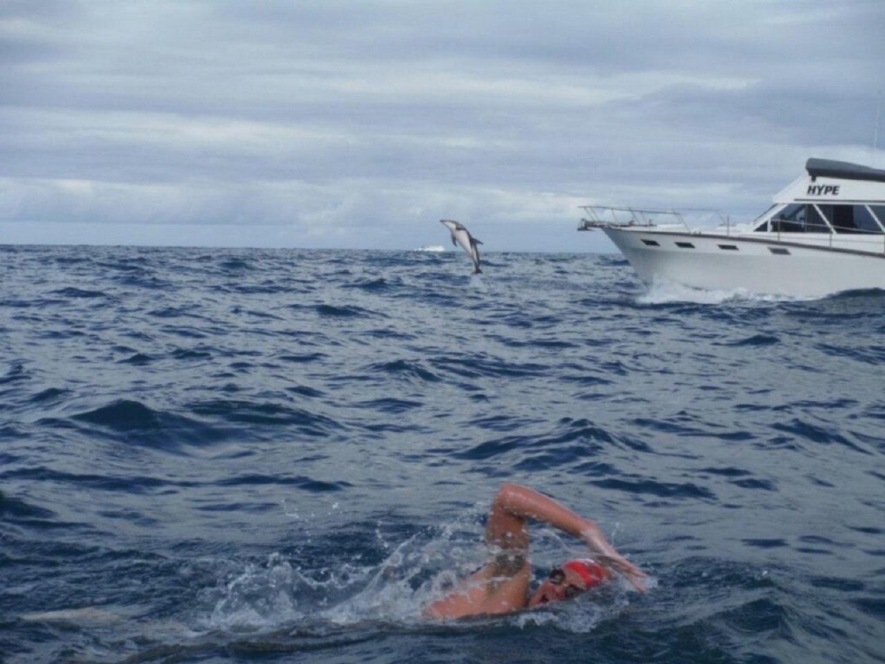 nuotatore avvicinato da uno squalo è stato protetto da dei delfini