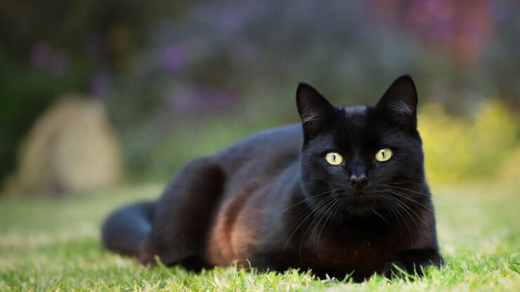 gatto nero sostituito