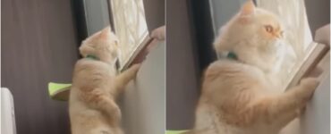 gatto persiano spia due vicini che litigano
