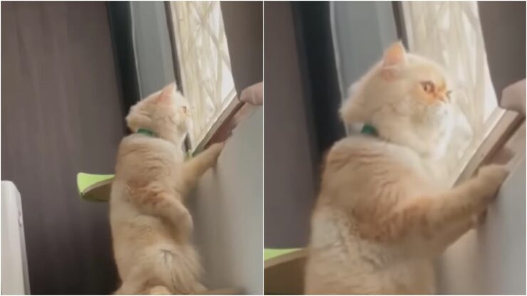 gatto persiano spia due vicini che litigano