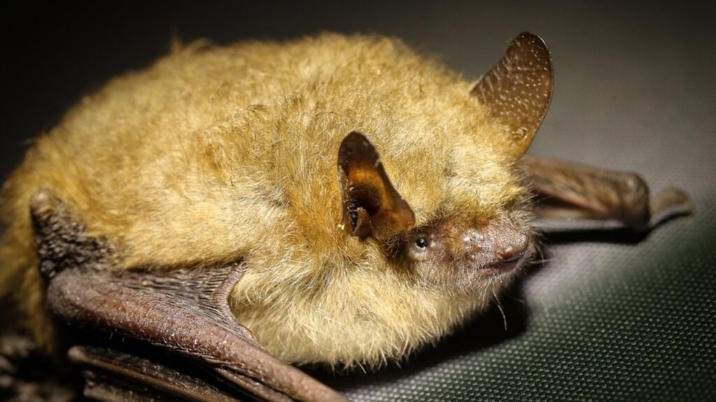 pipistrello