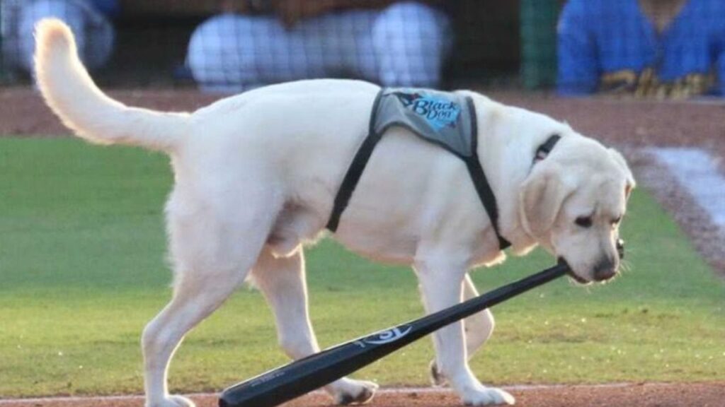 labrador mazze da baseball