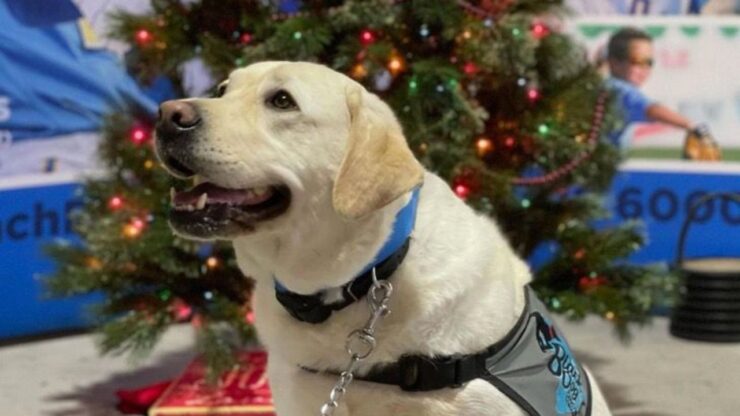 Labrador con mazze da baseball