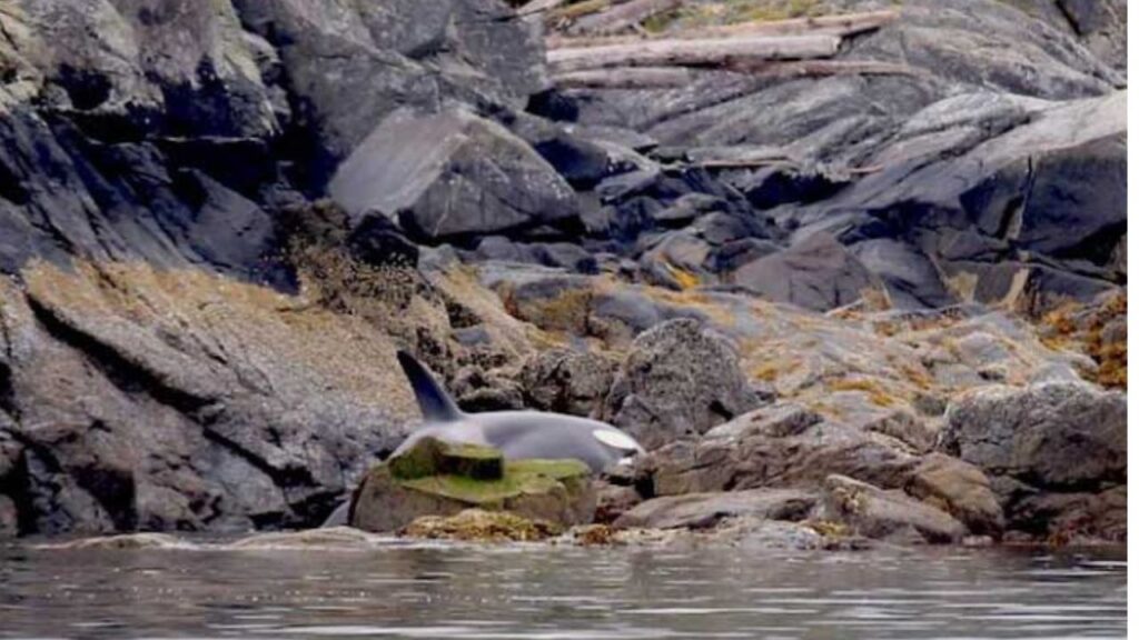 Orca incagliata sulle rocce