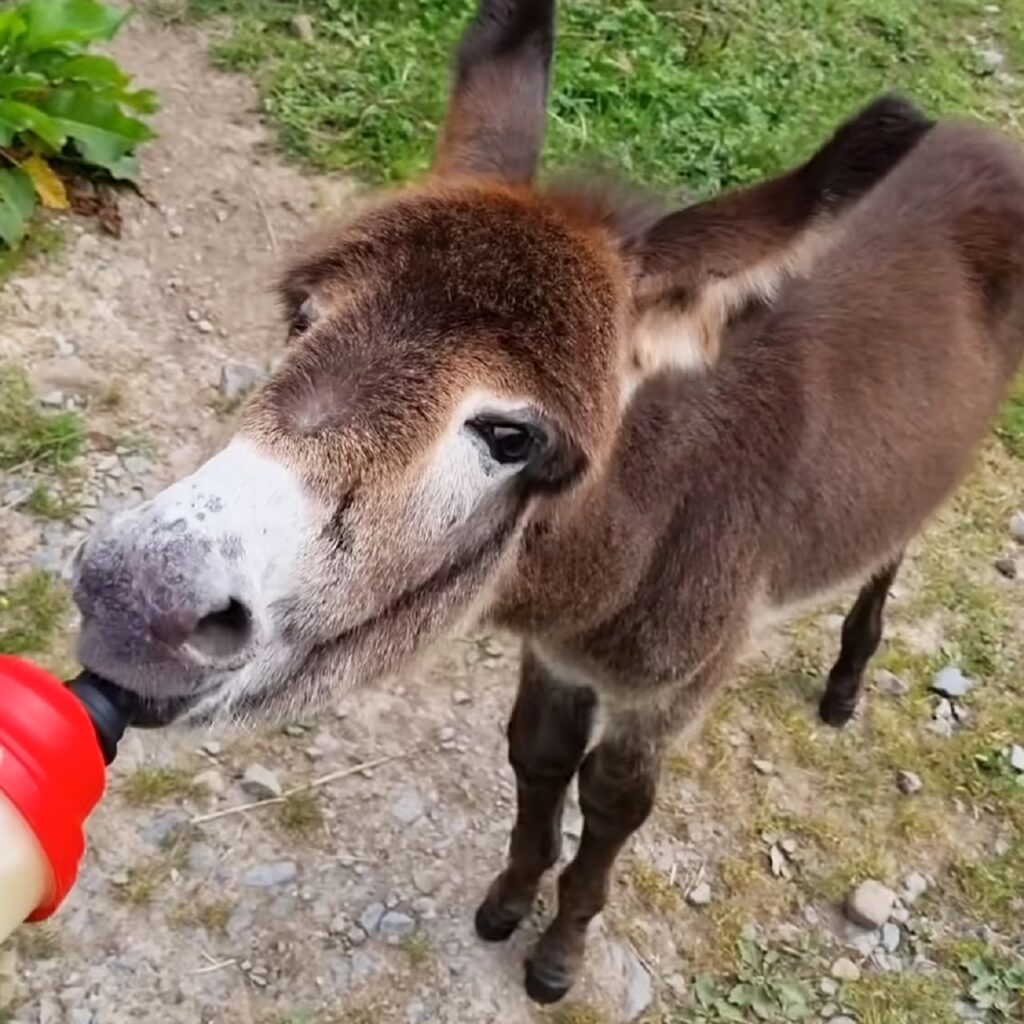 asino curato come un bambino