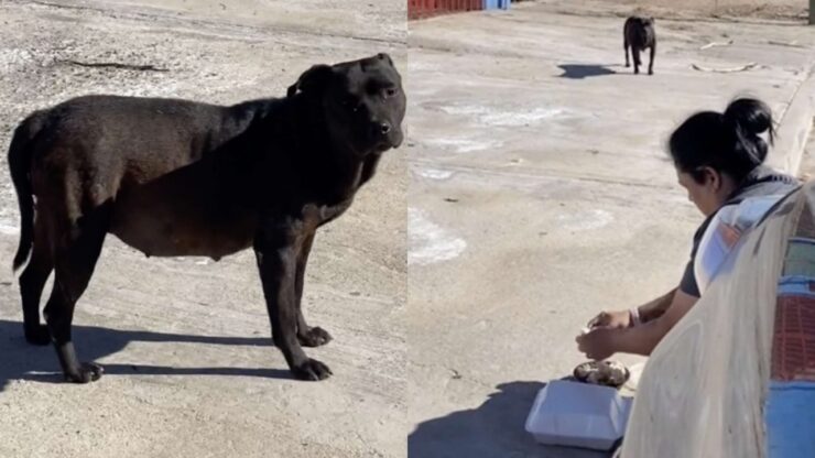 cagnolina incinta si commuove