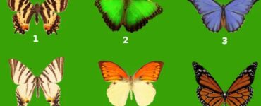 test psicologico