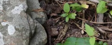 lucertola illusione