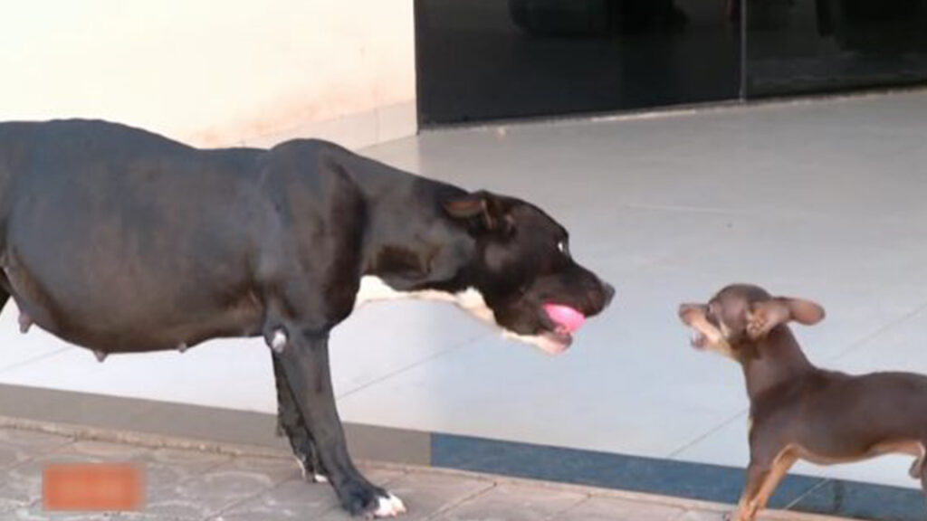 pitbull e pinsher