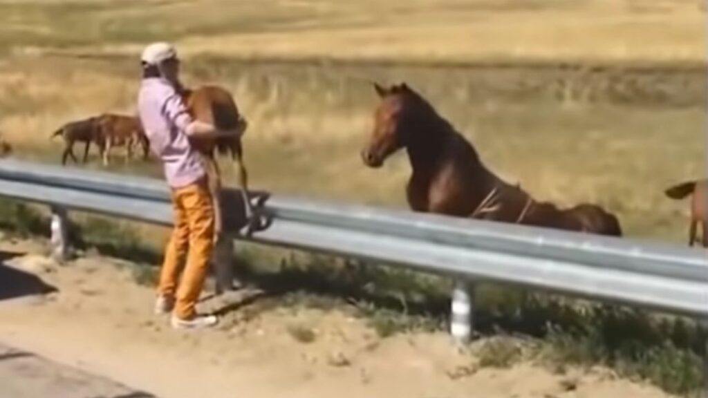 Puledro in autostrada e mamma cavallo