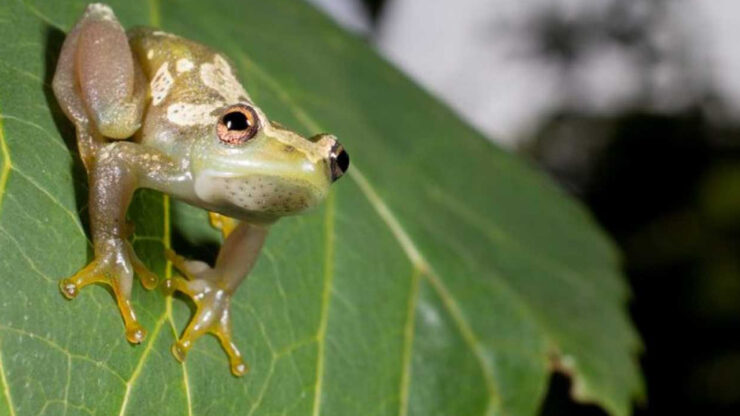 rana scoperta