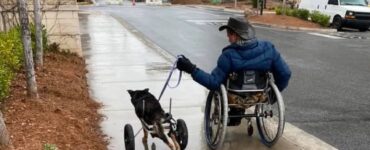 cane e padrone sulla sedia a rotelle