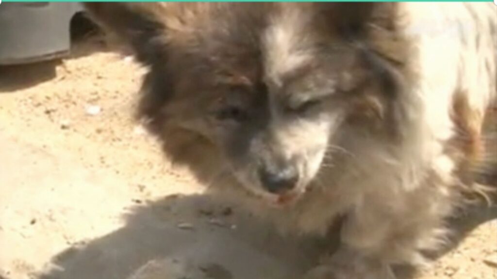 cane aspetta padroni per un decennio