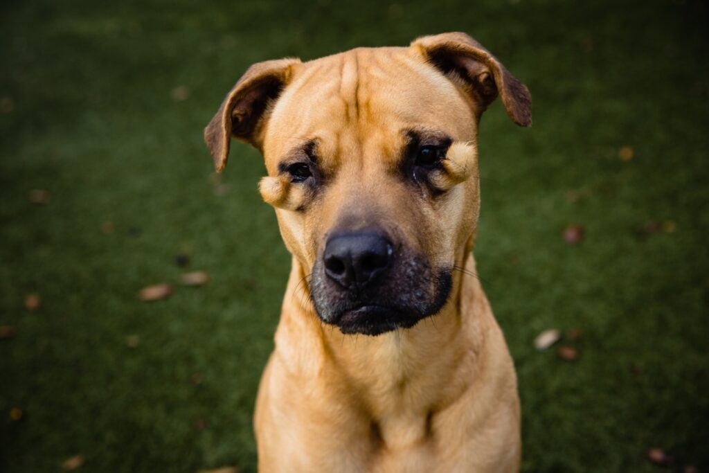 cagnolina lena