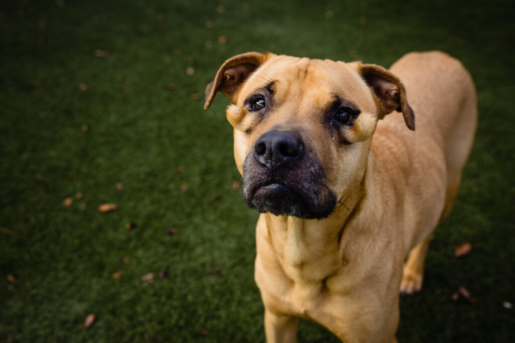 cagnolina lena