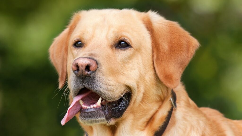 cane labrador