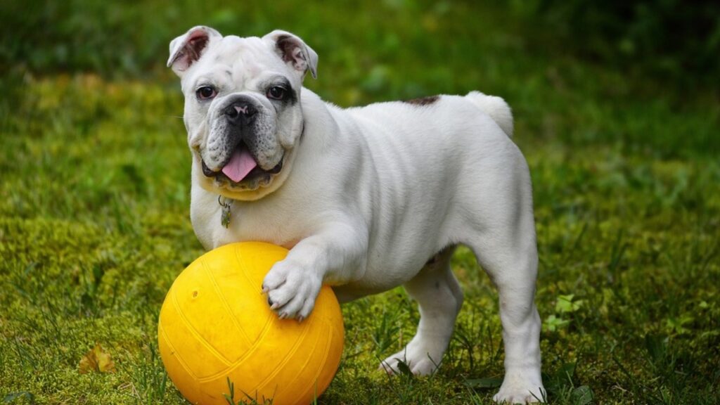 cane bulldog