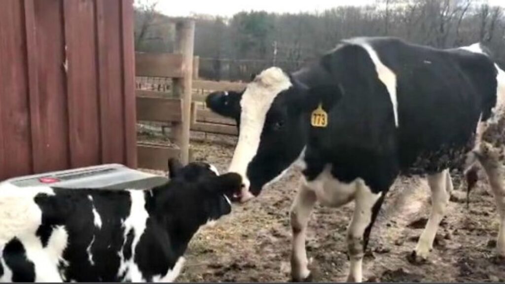 mucca incinta fugge dal macello