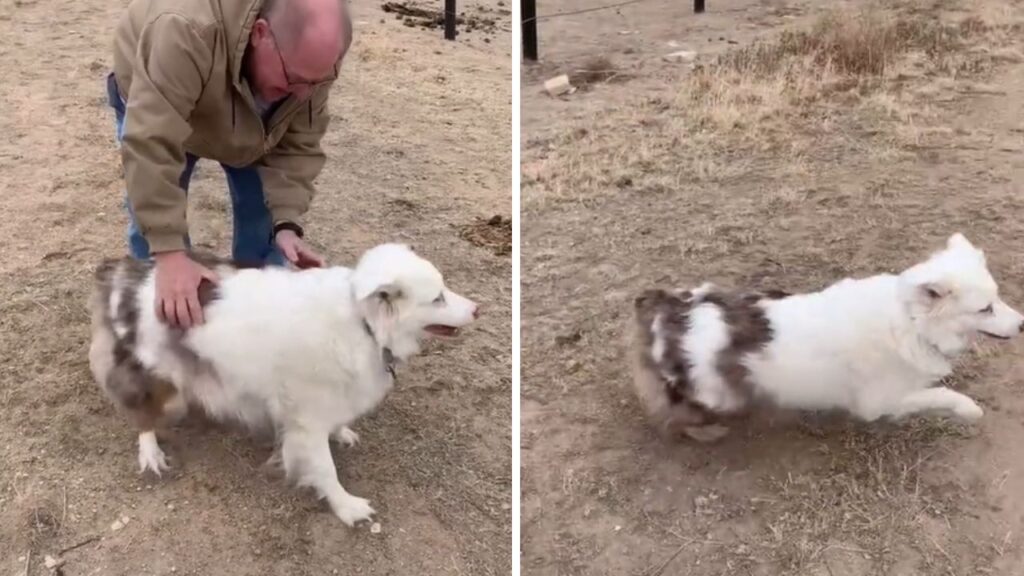 cagnolina cieca e sorda