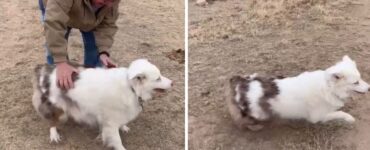 cagnolina cieca e sorda