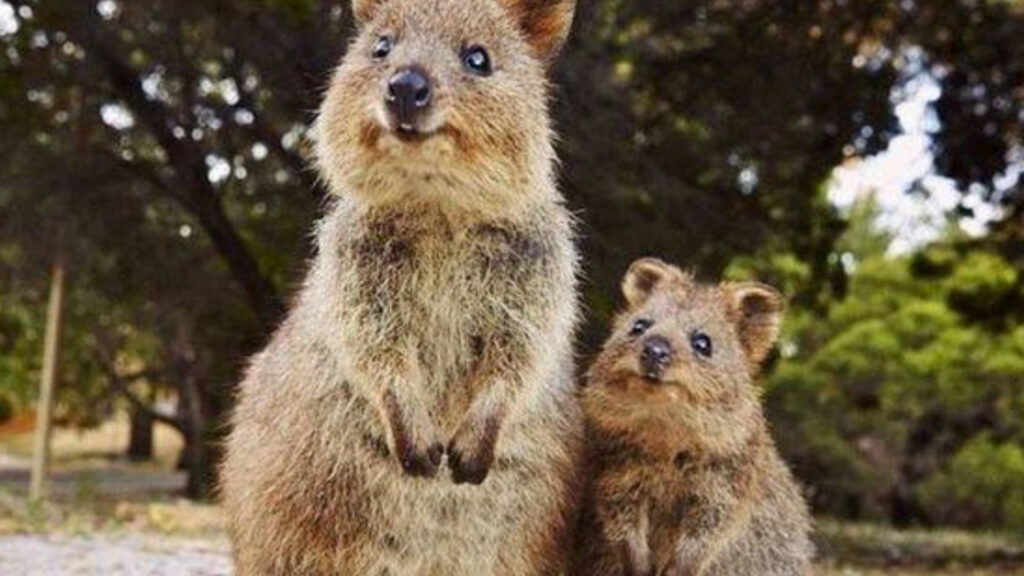 Quokka