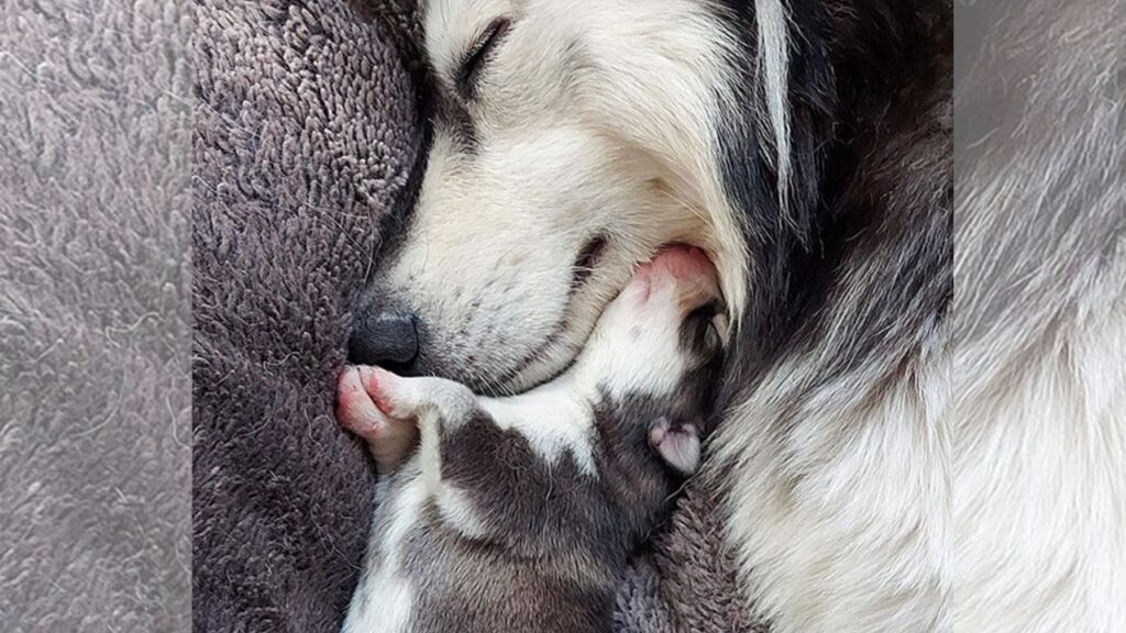 Mamme orgogliose cuccioli