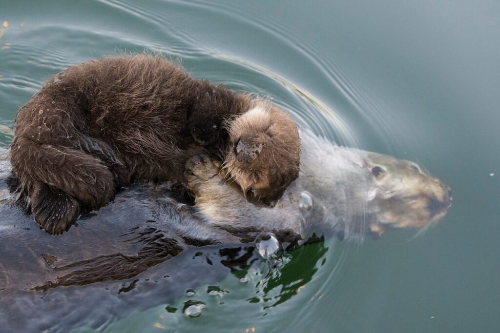 mamma lontra e cucciolo