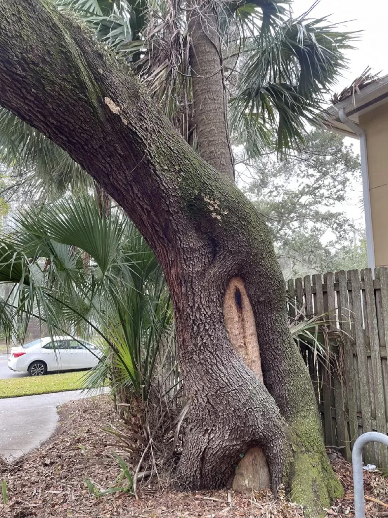 abbraccio tra alberi