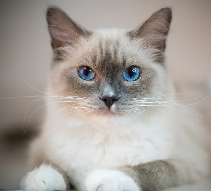 gatto ragdoll