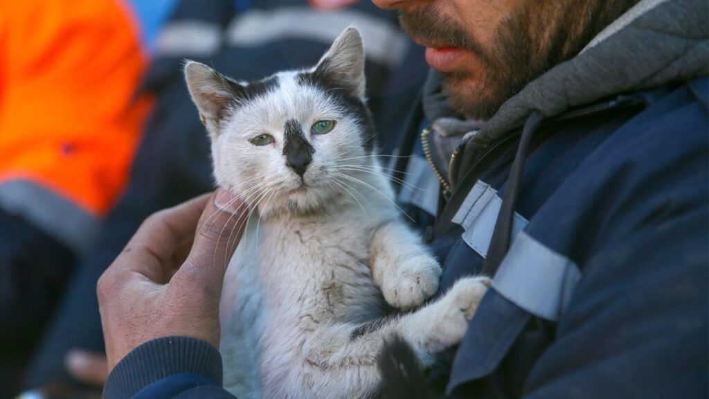 gattino salvato macerie