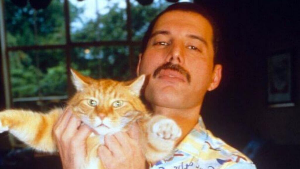 Freddie Mercury gatti