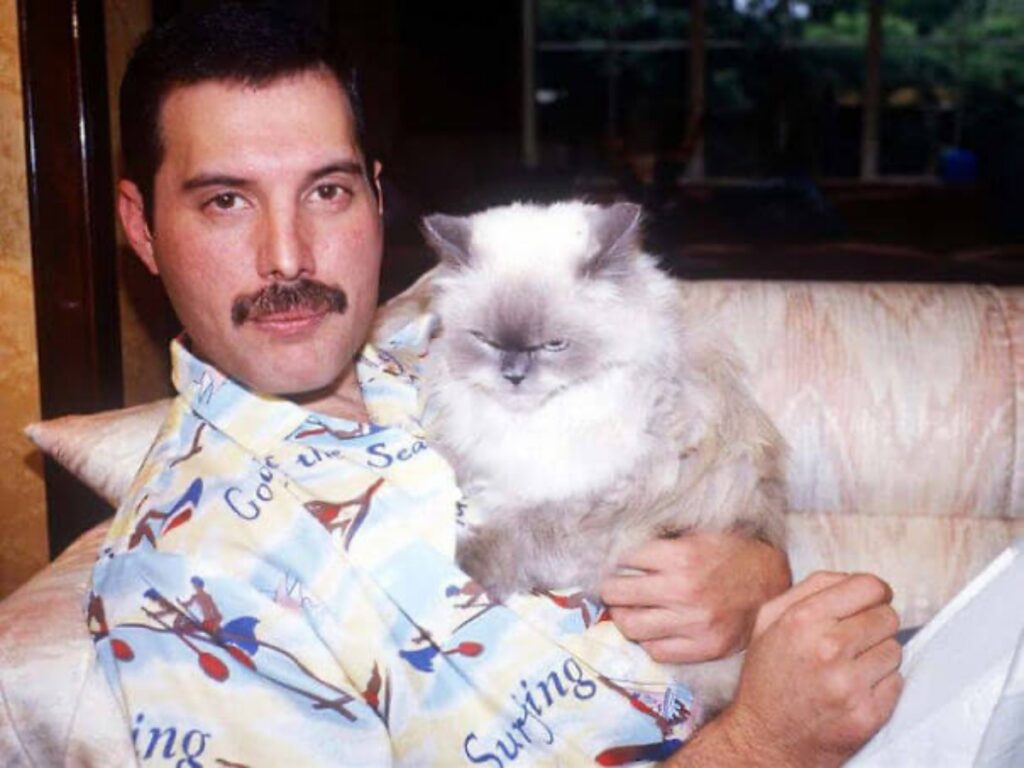 Freddie Mercury e i suoi gatti